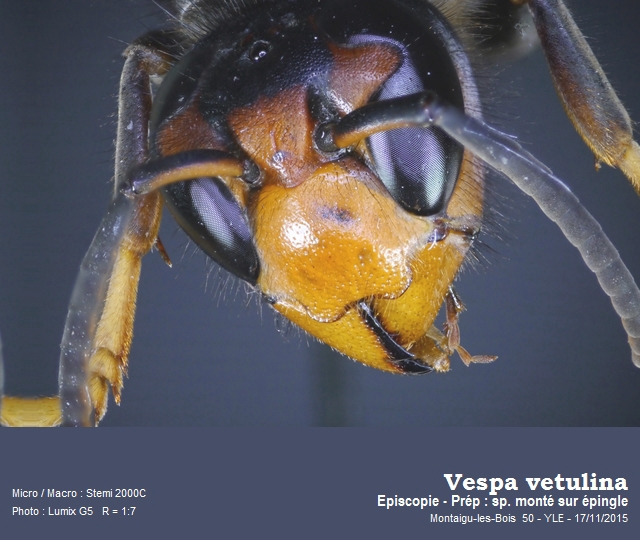 Vespa vetulina #42595