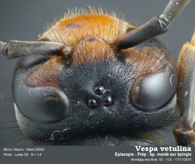 Vespa vetulina #42596