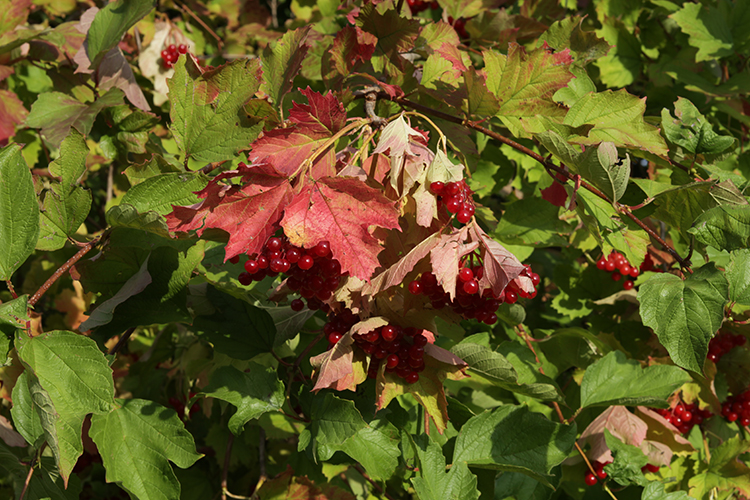 VIBURNUM OPULUS L. #34083
