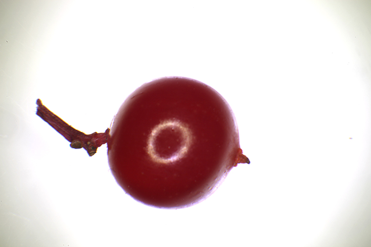 VIBURNUM OPULUS L. #34085