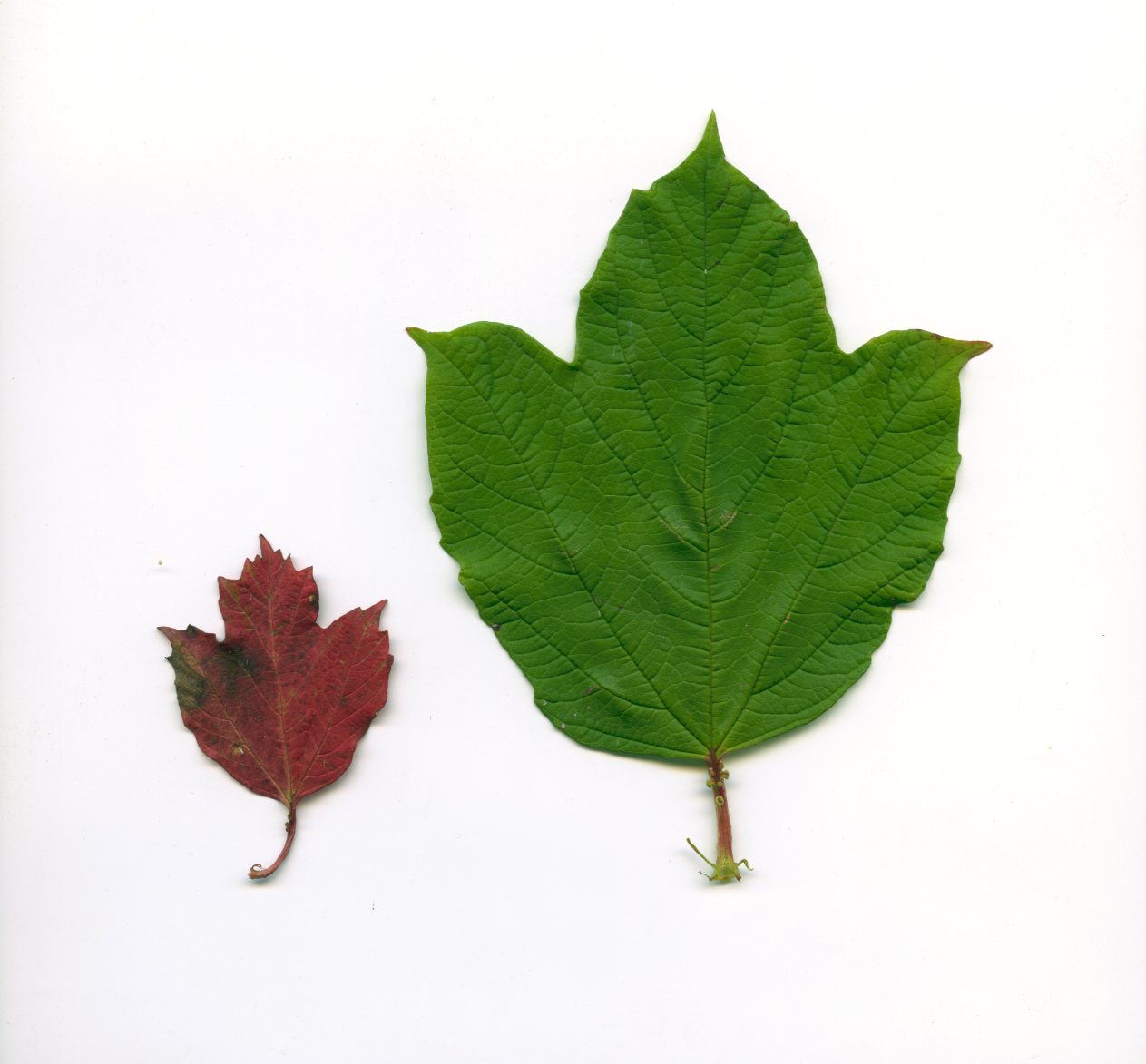 VIBURNUM OPULUS L. #34088