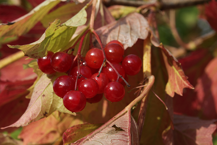 VIBURNUM OPULUS L. #34084
