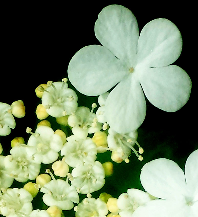 Viburnum opulus #54865