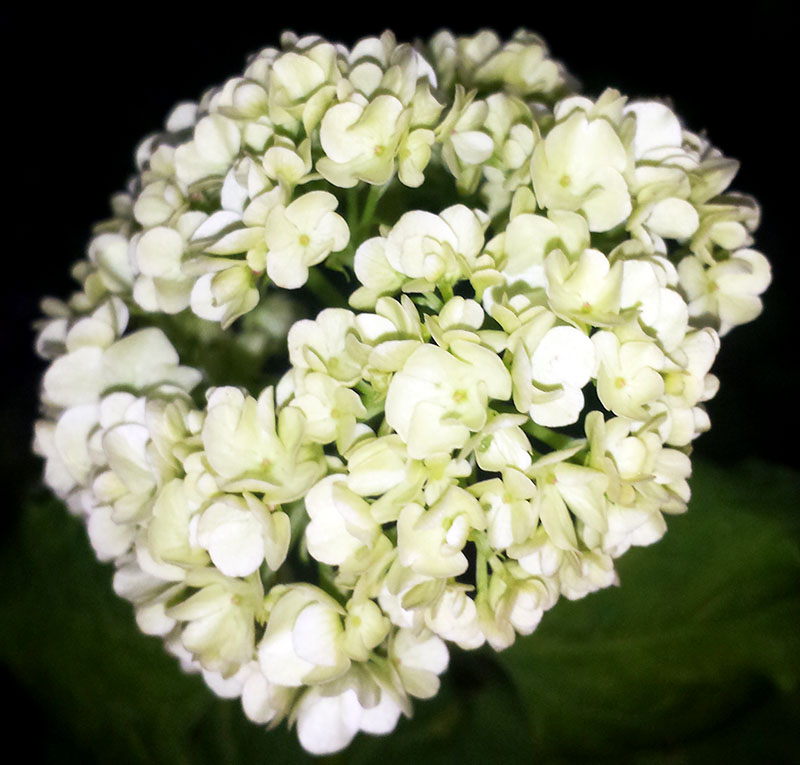 Viburnum opulus #54866