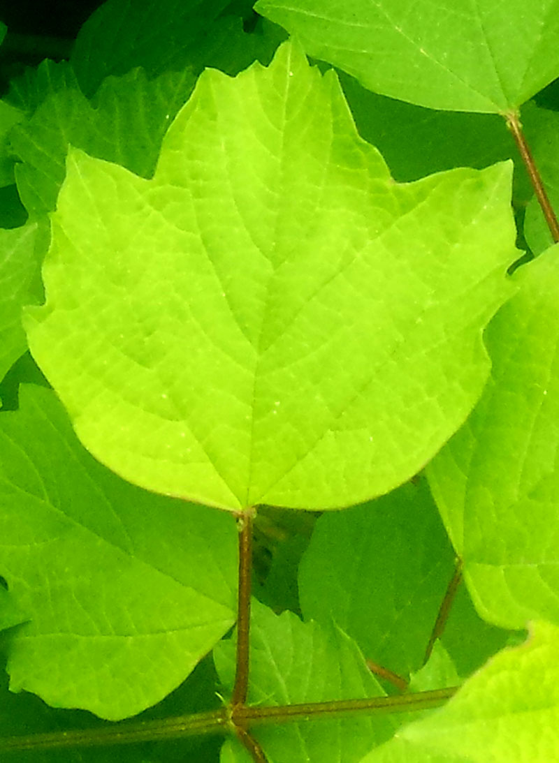 Viburnum opulus #54861