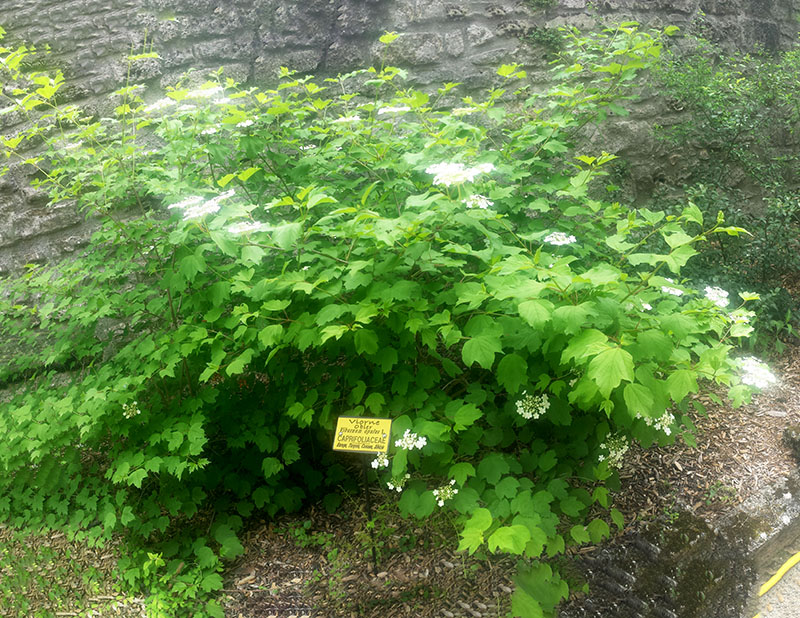 Viburnum opulus #54859
