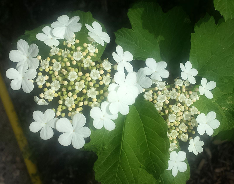 Viburnum opulus #54862