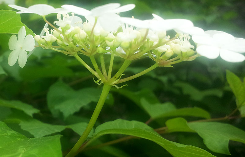Viburnum opulus #54864