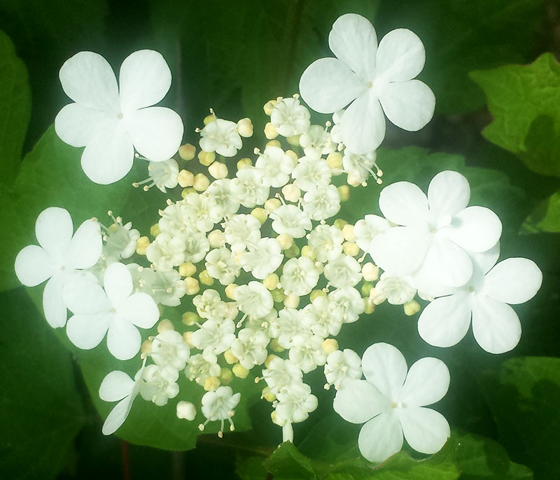 Viburnum opulus #54863