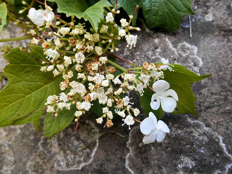 Viburnum Opulus- Viorne sauvage #63582
