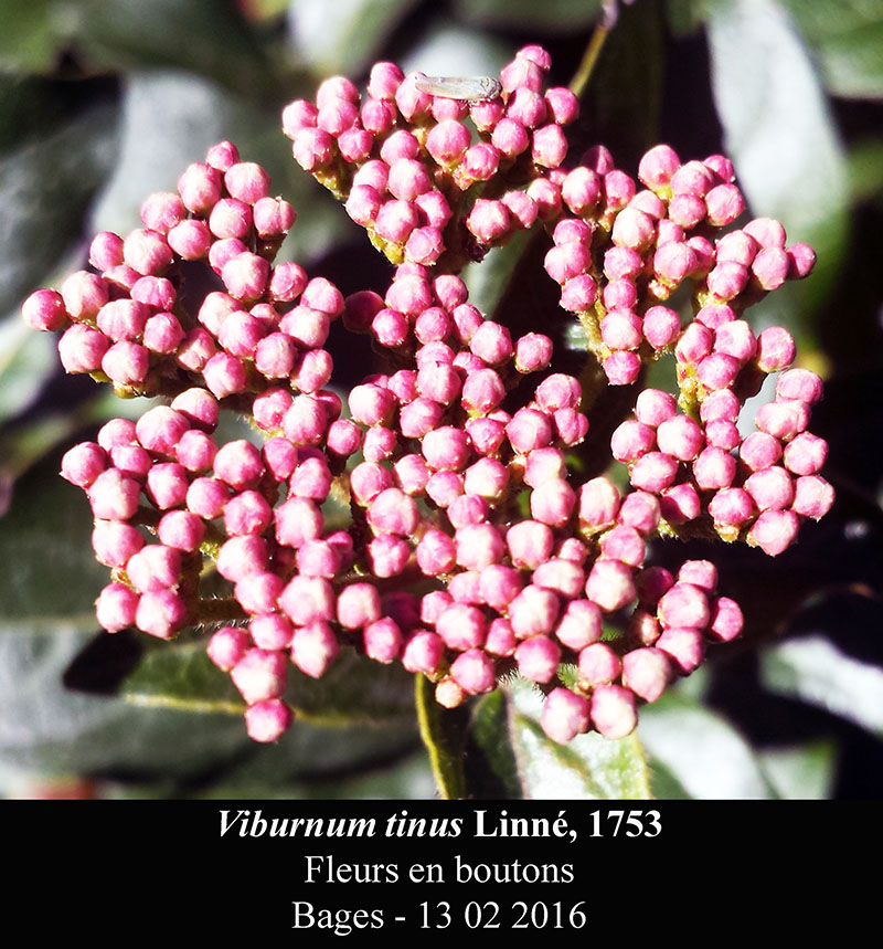 Viburnum tinus #68561