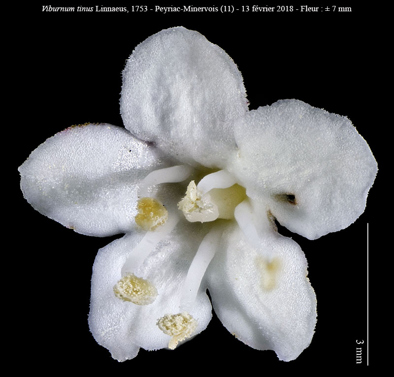Viburnum tinus #68563