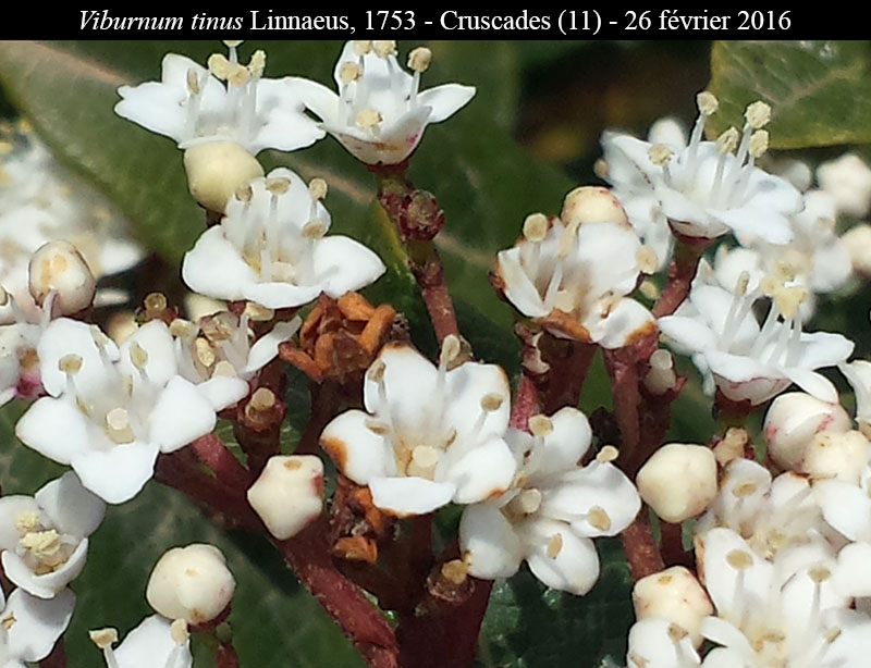 Viburnum tinus #68562