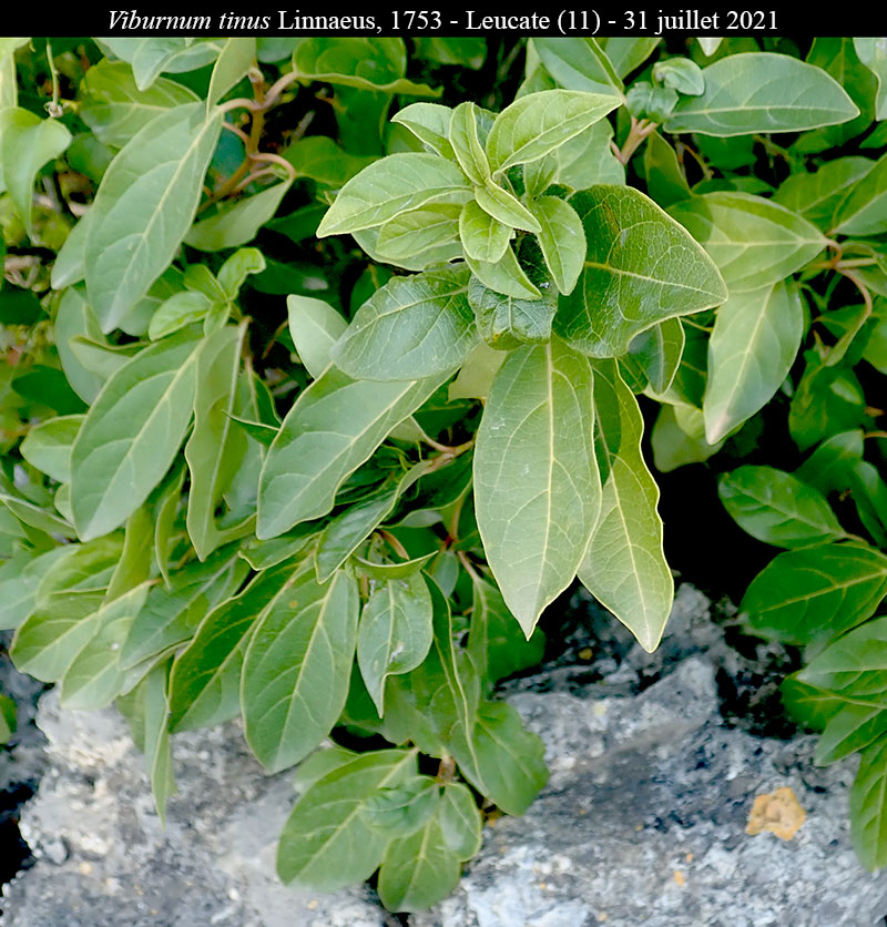 Viburnum tinus #68559