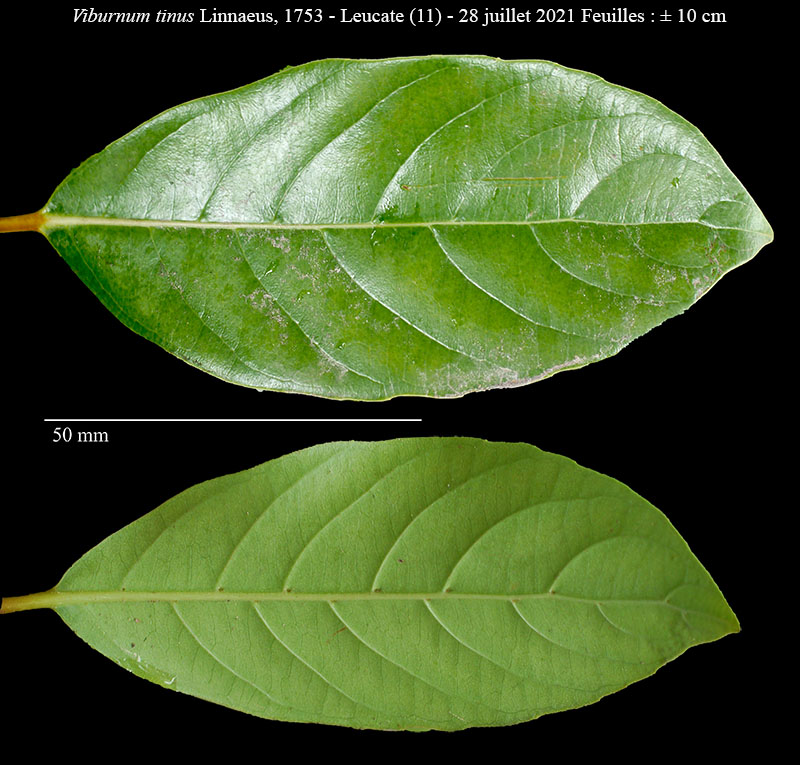 Viburnum tinus #68560