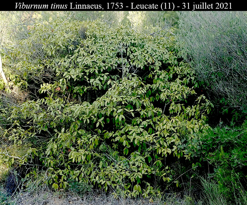 Viburnum tinus #68558