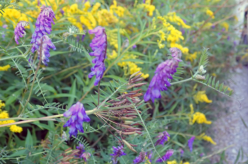Vicia cracca #76971