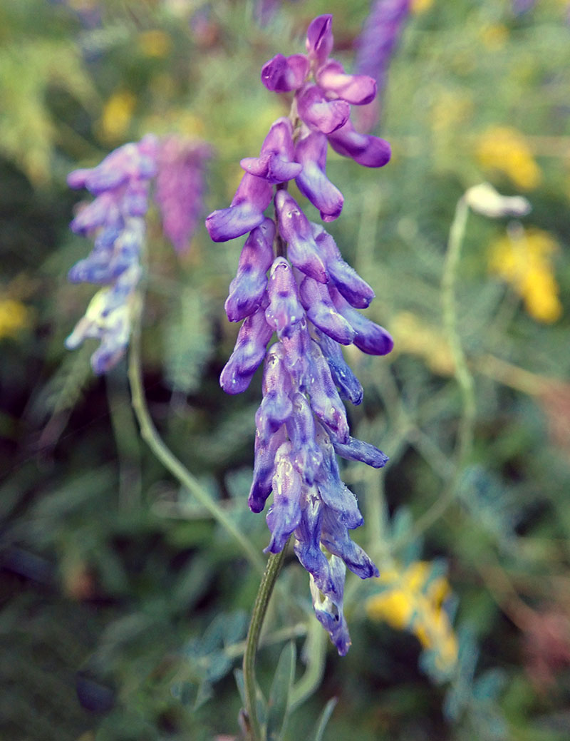 Vicia cracca #76973