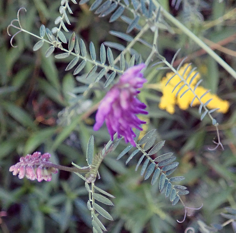 Vicia cracca #76969
