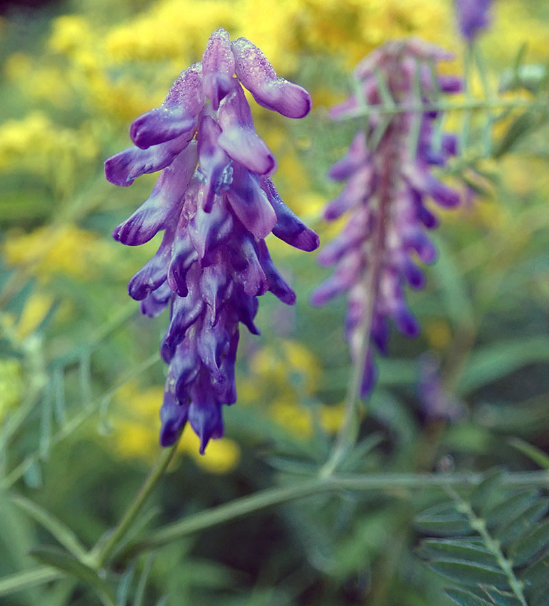 Vicia cracca #76972