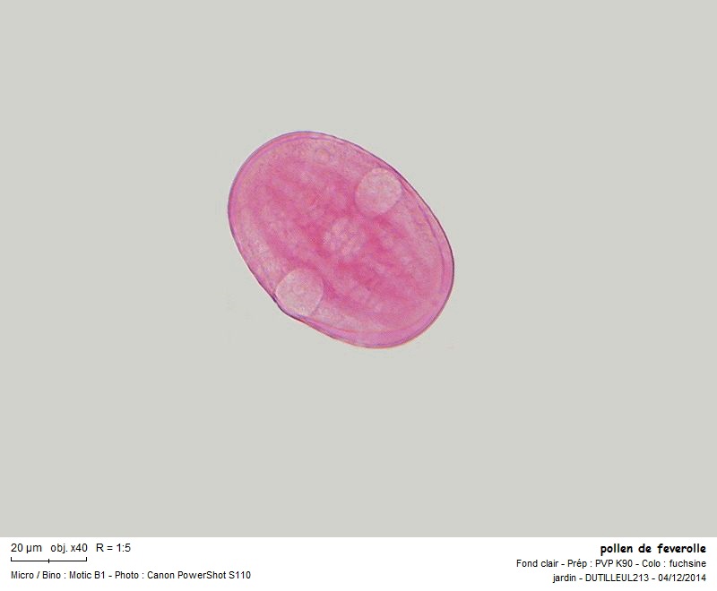 Vicia faba - Feverolle #39964
