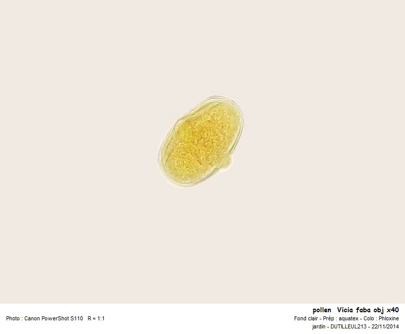 Vicia faba - Feverolle #39925
