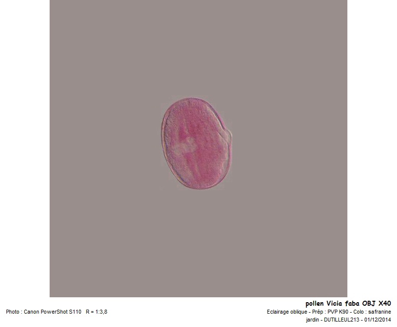 Vicia faba - Feverolle #39927