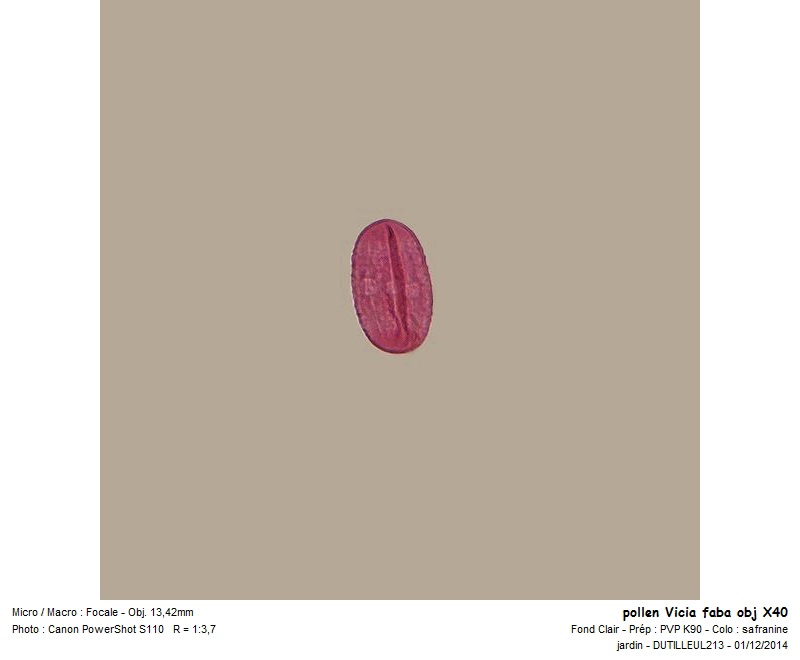 Vicia faba - Feverolle #39922