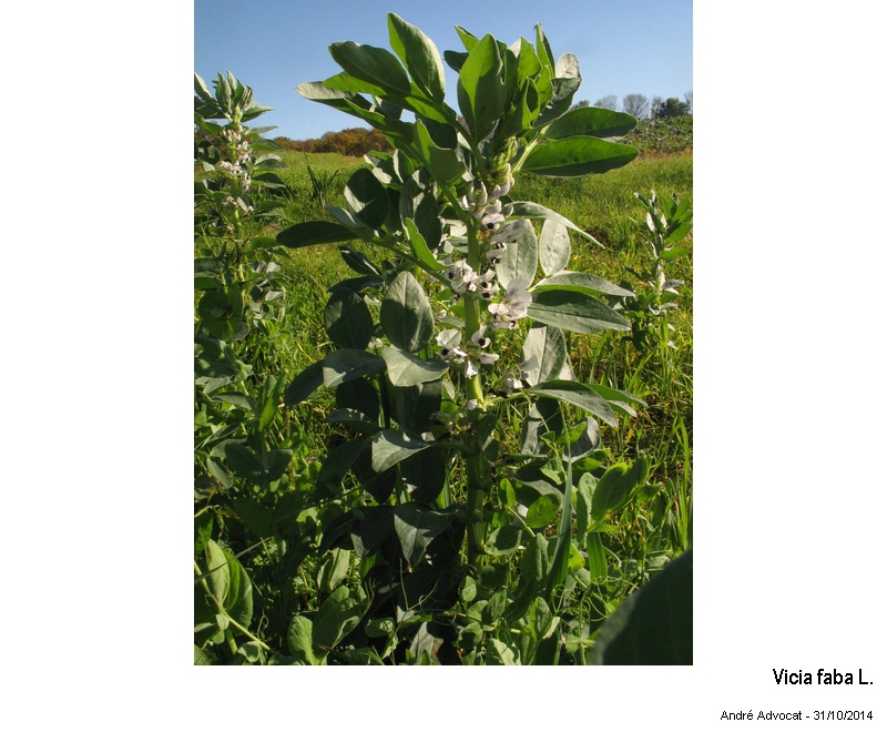 Vicia faba  L.  ( La fève ) #39915