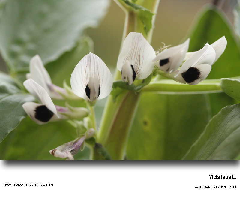 Vicia faba  L.  ( La fève ) #39916