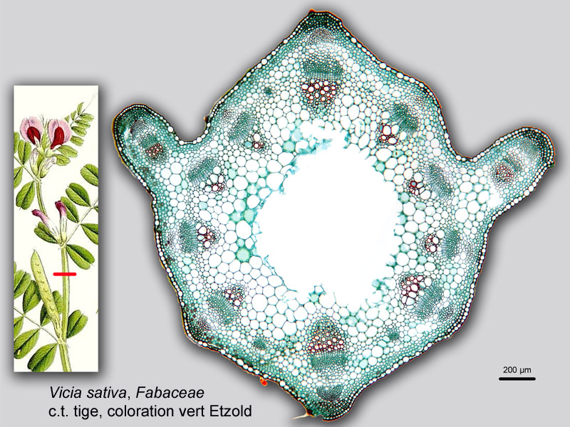 Vicia sativa, histologie, histology. #21454