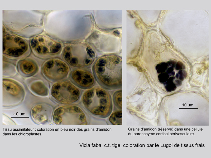 Vicia sativa, histologie, histology. #21457
