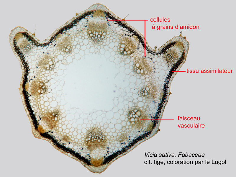 Vicia sativa, histologie, histology. #21456