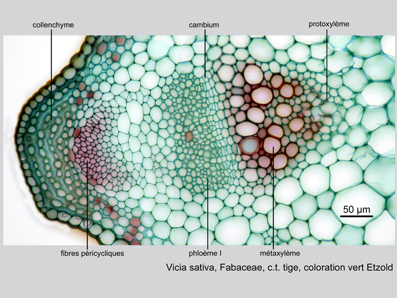 Vicia sativa, histologie, histology. #21455