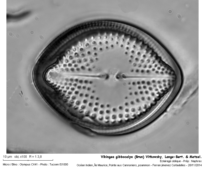 Vikingea gibbocalyx (Brun) Witkowsky, Lange-B. & Metzel. #44549