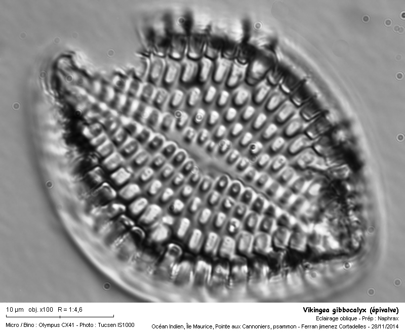 Vikingea gibbocalyx (Brun) Witkowsky, Lange-B. & Metzel. #44571