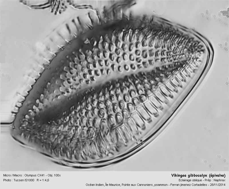 Vikingea gibbocalyx (Brun) Witkowsky, Lange-B. & Metzel. #44573