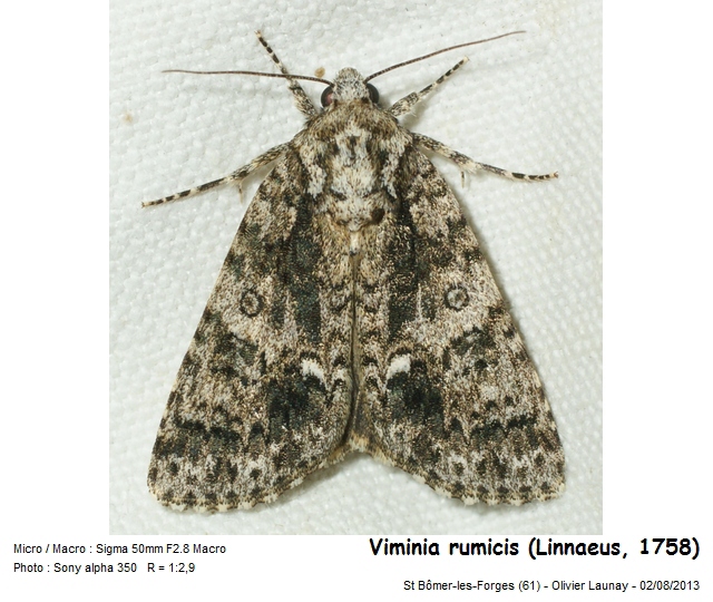 Viminia rumicis (Linnaeus, 1758) - Noctuelle de la Patience #43673