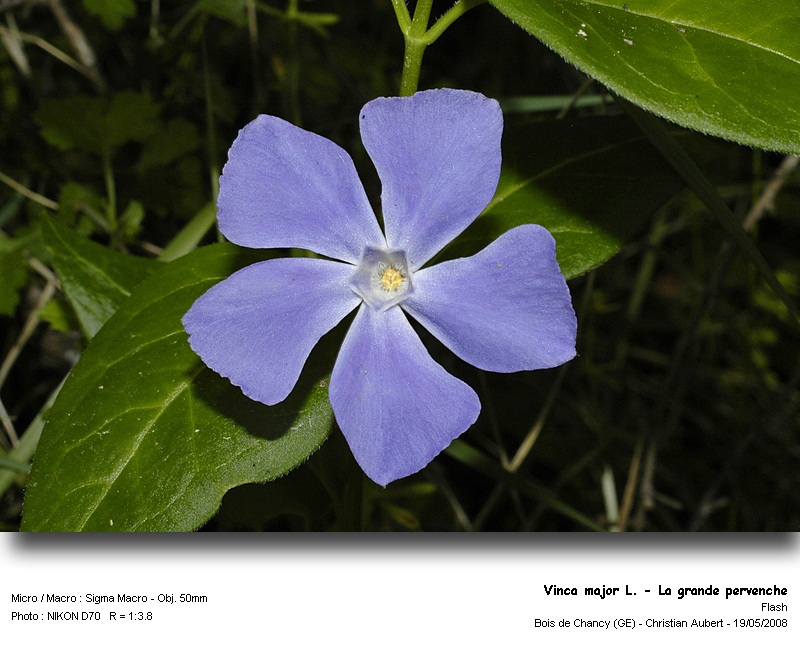 Vinca major L. - Grande pervenche (Apocynacées) #3952