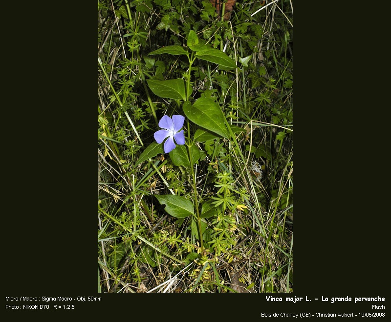 Vinca major L. - Grande pervenche (Apocynacées) #3950