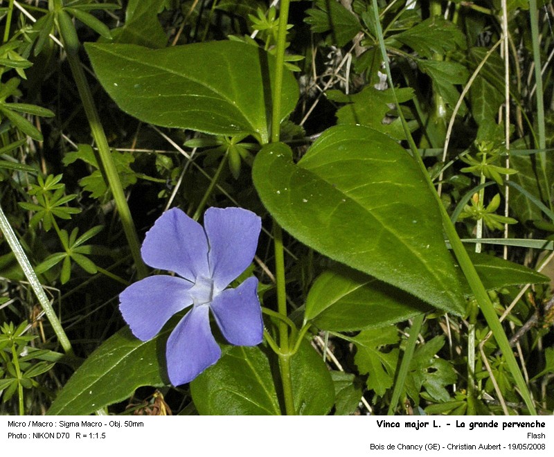 Vinca major L. - Grande pervenche (Apocynacées) #3951