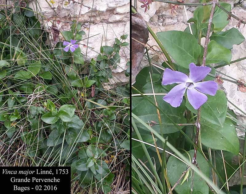 Vinca major #44007