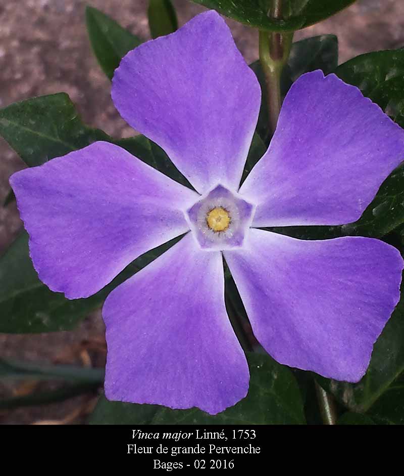 Vinca major #44009