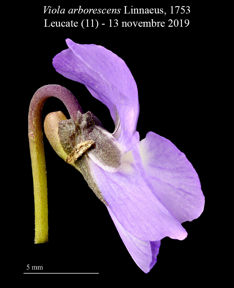 Viola arborescens #61383