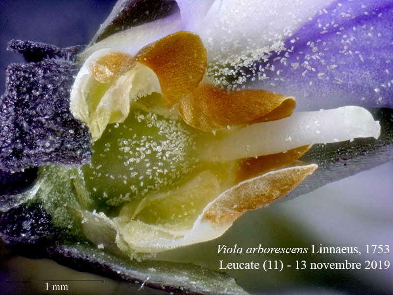 Viola arborescens #61384