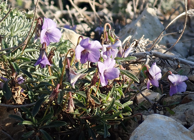 Viola arborescens #61378