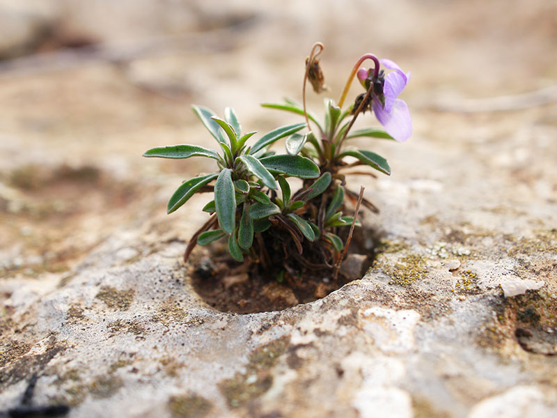 Viola arborescens #61377