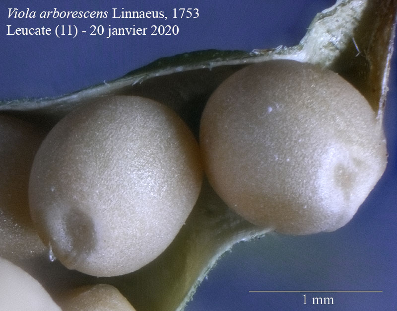 Viola arborescens #61910