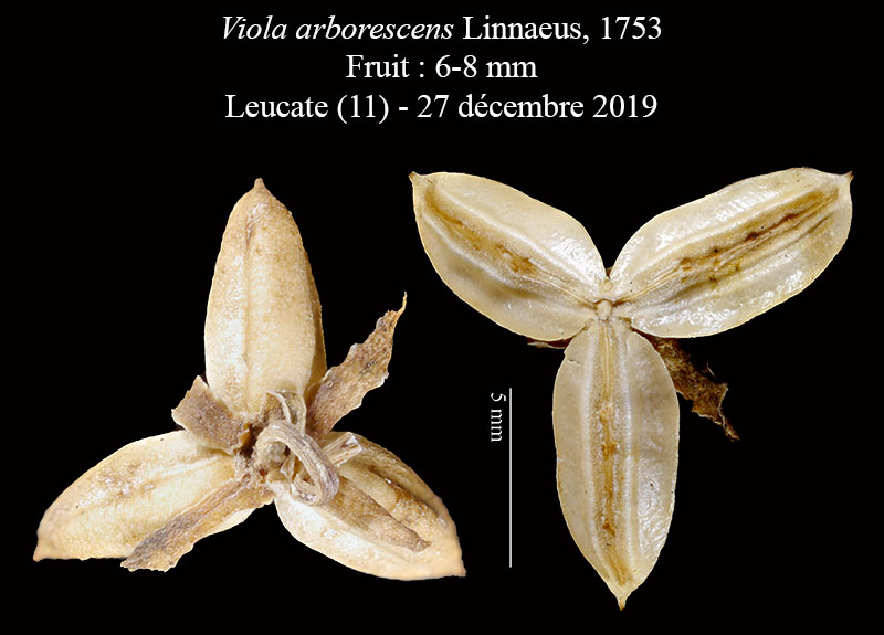 Viola arborescens #61394