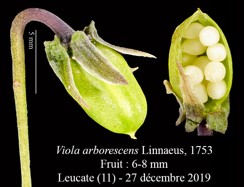 Viola arborescens #61390